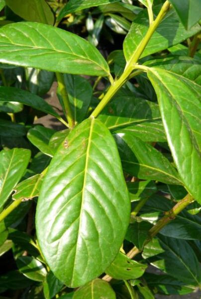 Kirsebærlaurbær-Novita-ALG INZ