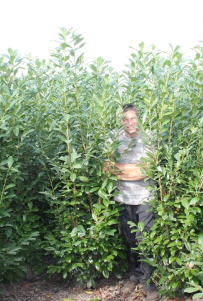 Kirsebærlaurbær-Novita-Klump-200-225