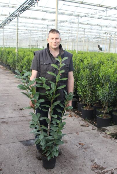 Kirsebærlaurbær-Novita-Potte-100-125