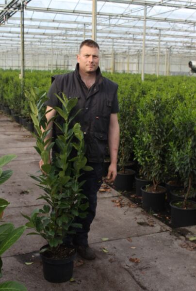 Kirsebærlaurbær-Novita-Potte-80-100