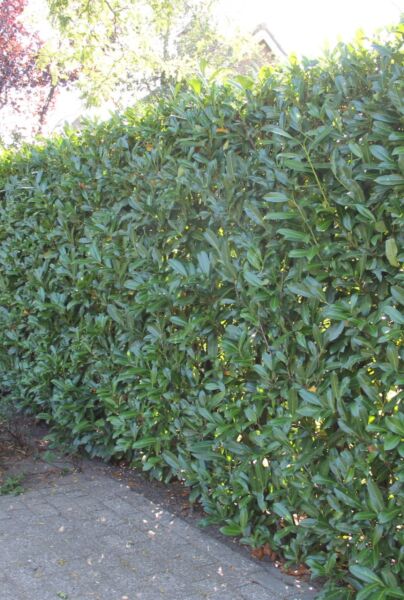 Kirsebærlaurbær-Reynvaanii-ALG HAAG