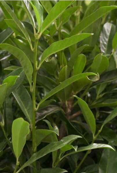 Kirsebærlaurbær-Reynvaanii-ALG INZ