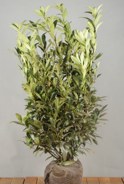 Kirsebærlaurbær-Reynvaanii-Klump-100-125