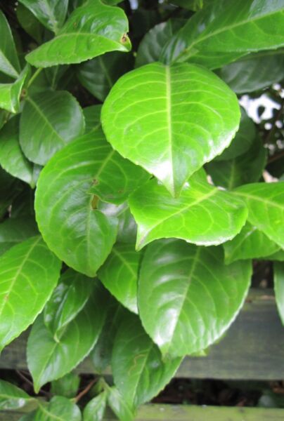 Kirsebærlaurbær-Rotundifolia-ALG INZ