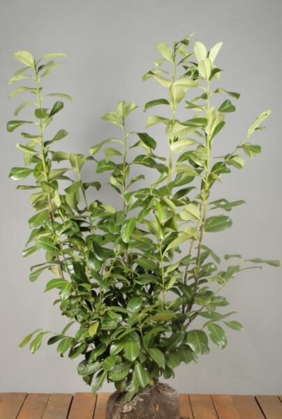 Kirsebærlaurbær-Rotundifolia-Klump-100-125