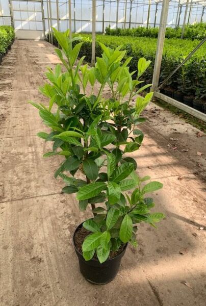 Kirsebærlaurbær-Rotundifolia-Potte-80-100