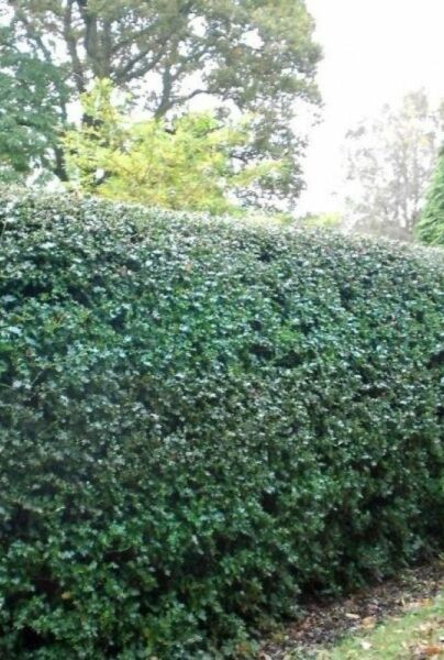 Kristtorn-Alaska-ALG HAAG