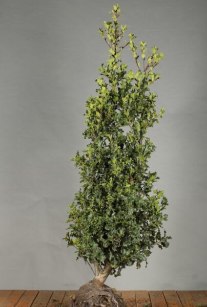 Kristtorn-Alaska-Klump-150-175