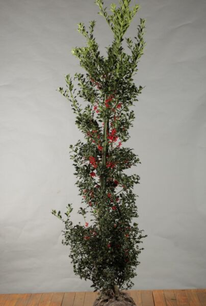 Kristtorn-Alaska-Klump-200-225