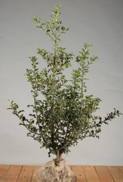 Kristtorn-Alaska-Klump-80-100