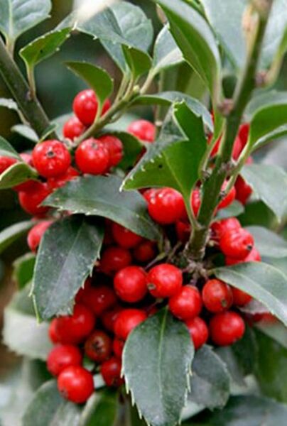 Kristtorn-Heckenfee-ALG INZ