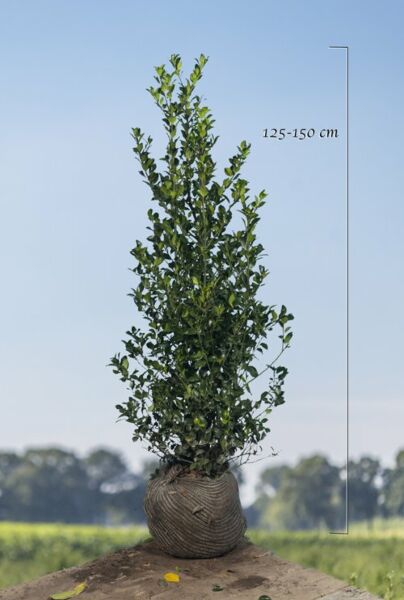 Kristtorn-Heckenfee-Klump-125-150