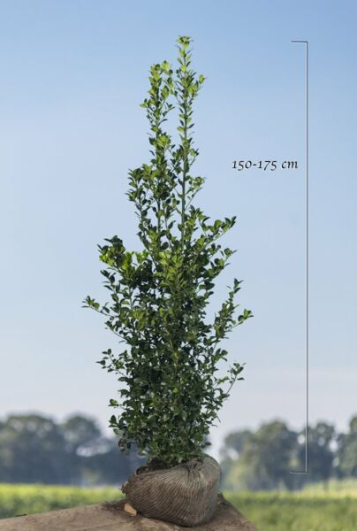 Kristtorn-Heckenfee-Klump-150-175
