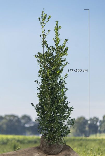 Kristtorn-Heckenfee-Klump-175-200