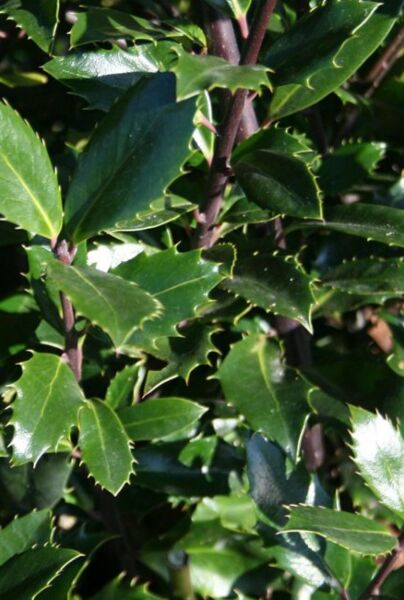 Kristtorn-Heckenpracht-ALG INZ