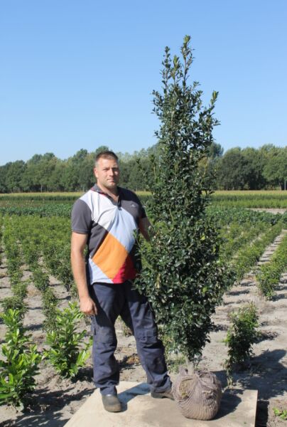 Kristtorn-Heckenpracht-Klump-200-225