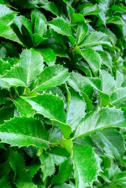 Kristtorn-Heckenstar-ALG HAAG