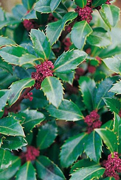 Kristtorn-Heckenstar-ALG INZ