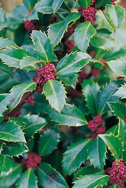 Kristtorn-Heckenstar-ALG INZ