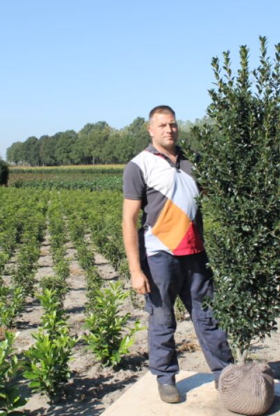 Kristtorn-Heckenstar-Klump-175-200