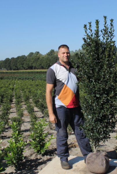 Kristtorn-Heckenstar-Klump-200-225