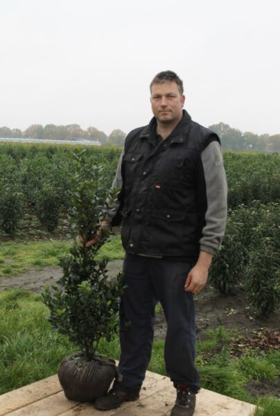 Kristtorn-Heckenstar-Klump-80-100