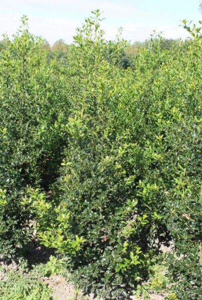 Kristtorn-Klump-175-200