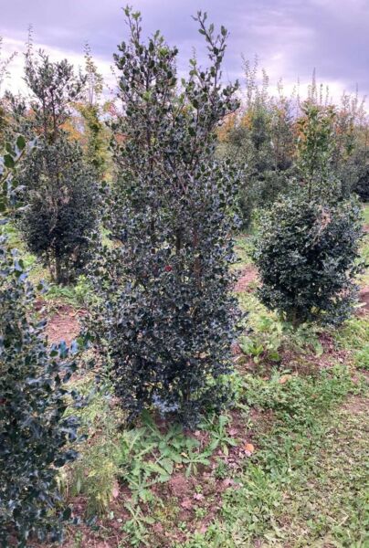 Kristtorn-Klump-200-225