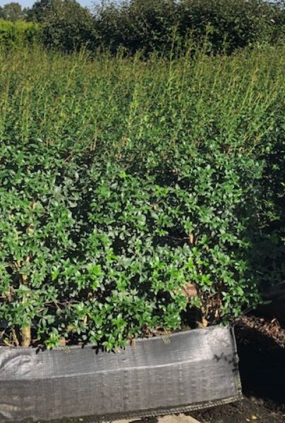 Osmanthus-Burkwoodii-Færdighæk-150+