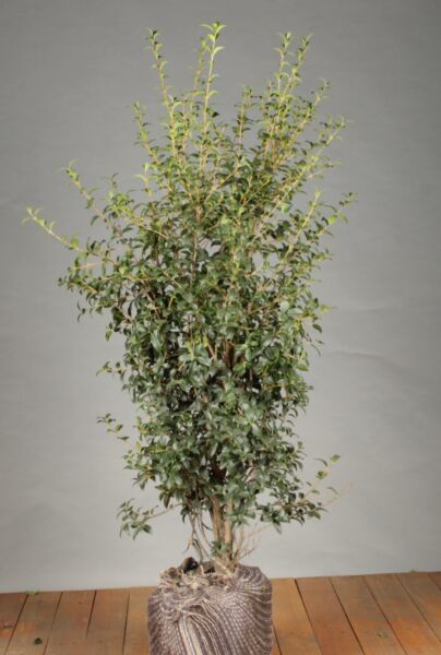 Osmanthus-Burkwoodii-Klump-100-125