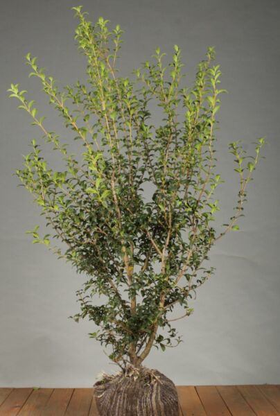 Osmanthus-Burkwoodii-Klump-125-150
