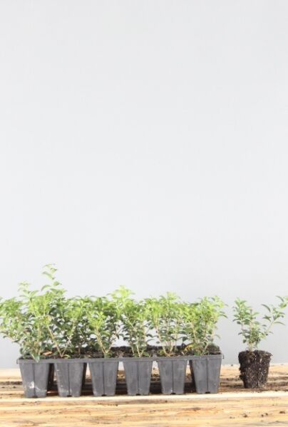 Osmanthus-Burkwoodii-Klump-15-20