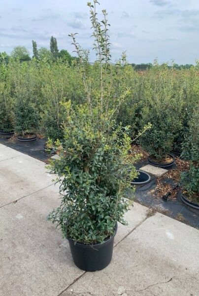 Osmanthus-Burkwoodii-Potte-125-150
