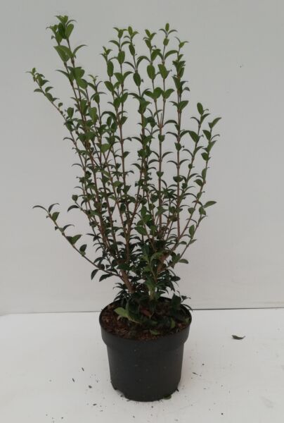 Osmanthus-Burkwoodii-Potte-30-40