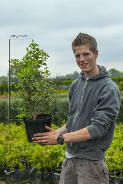 Osmanthus-Burkwoodii-Potte-40-50