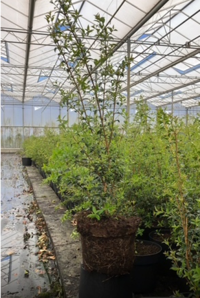 Osmanthus-Burkwoodii-Potte-60-80