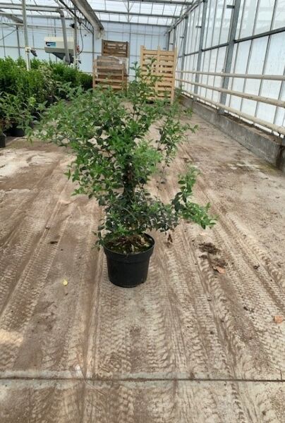 Osmanthus-Burkwoodii-Potte-80-100