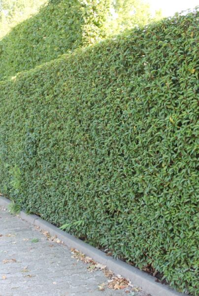 Portugisisk-Kirsebærlaurbær-ALG HAAG