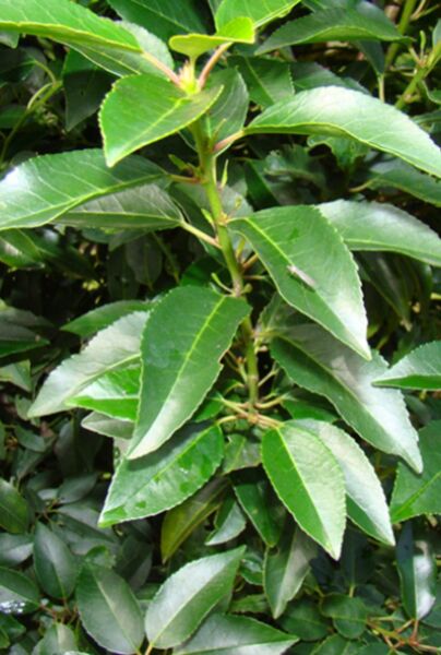 Portugisisk-Kirsebærlaurbær-ALG INZ