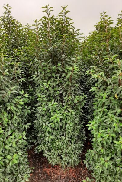 Portugisisk-Kirsebærlaurbær-Klump-200-225