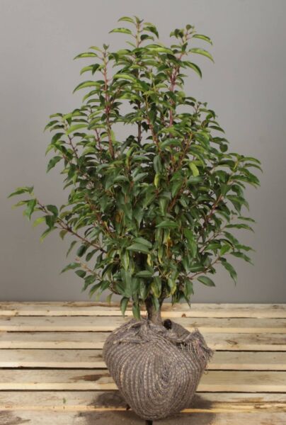 Portugisisk-Kirsebærlaurbær-Klump-60-80