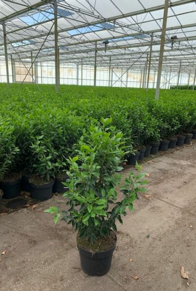 Portugisisk-Kirsebærlaurbær-Potte-80-100