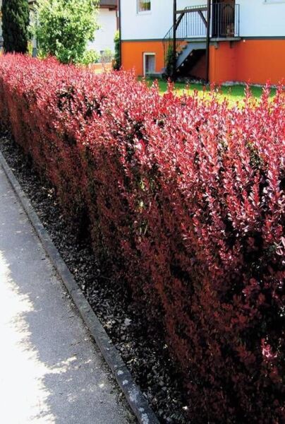 Rød-Berberis-ALG HAAG
