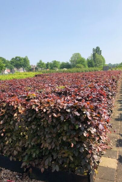 Rødbøg-Færdighæk-60