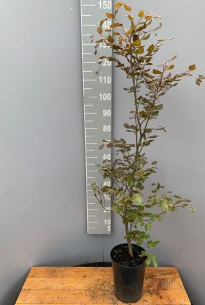 Rødbøg-Potte-125-150