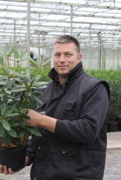 Rhododendron-Catawbiense-Boursalt-Potte-40-50