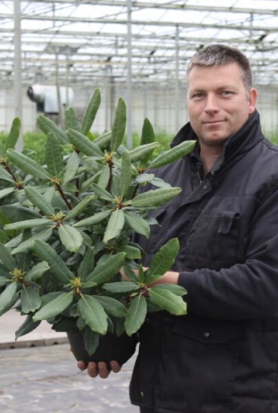 Rhododendron-Roseum-Potte-40-50