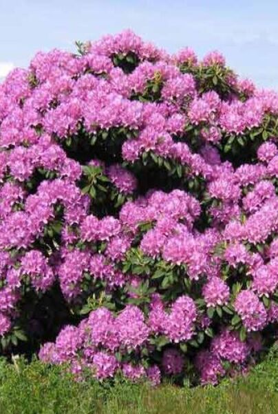 Rhododendron catawbiense 'Roseum Elegans' als Strauch