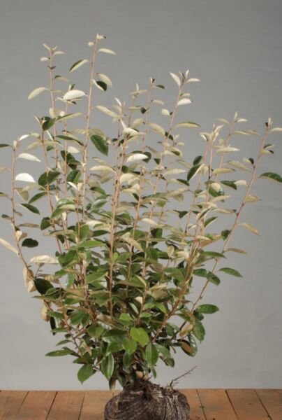 Sølvblad-Klump-100-125