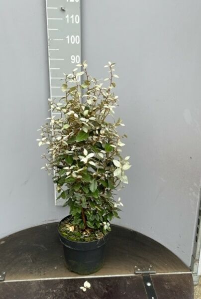 Sølvblad-Potte-80-100